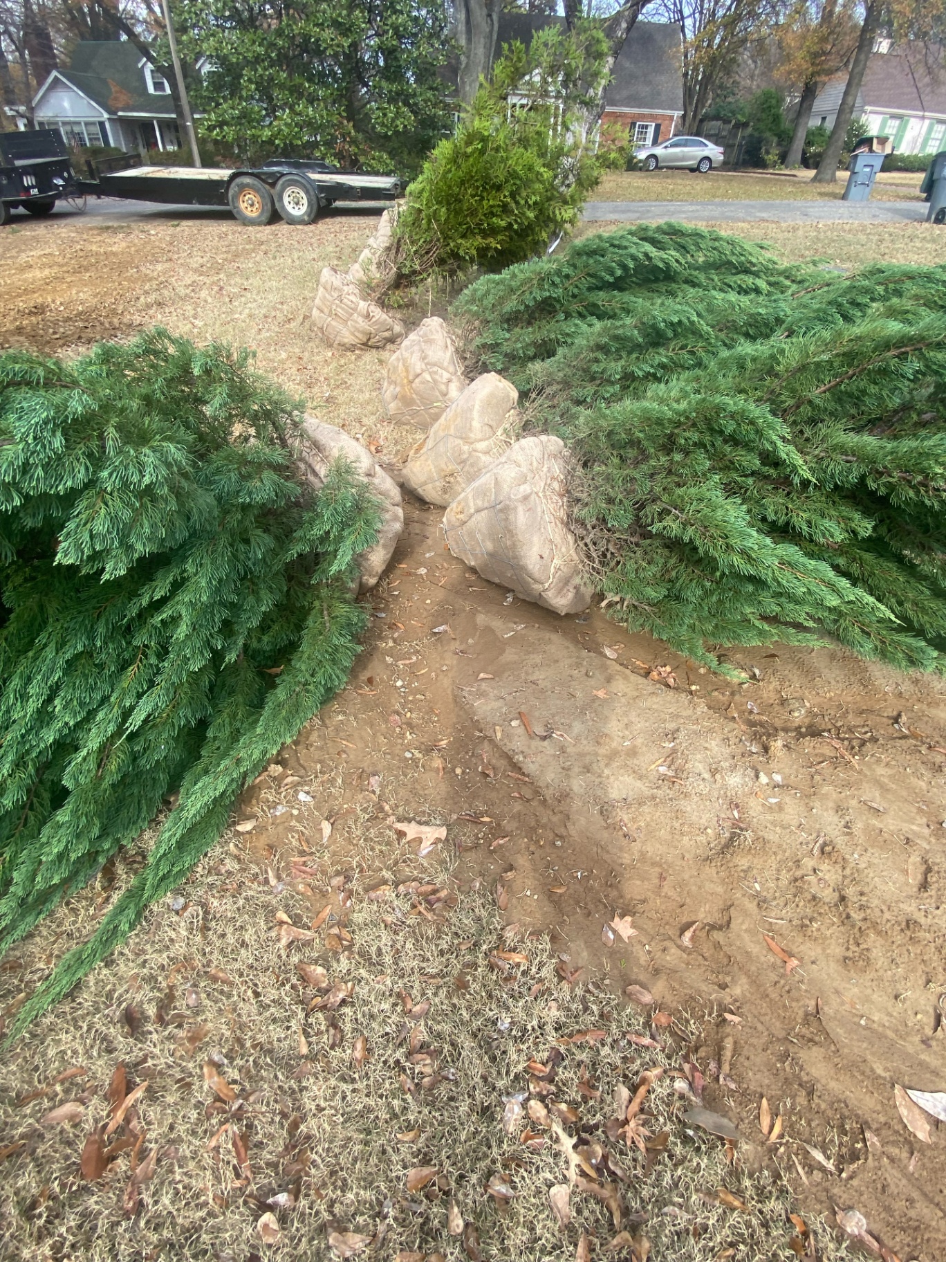 Professional tree service work by Outdoor Services Group