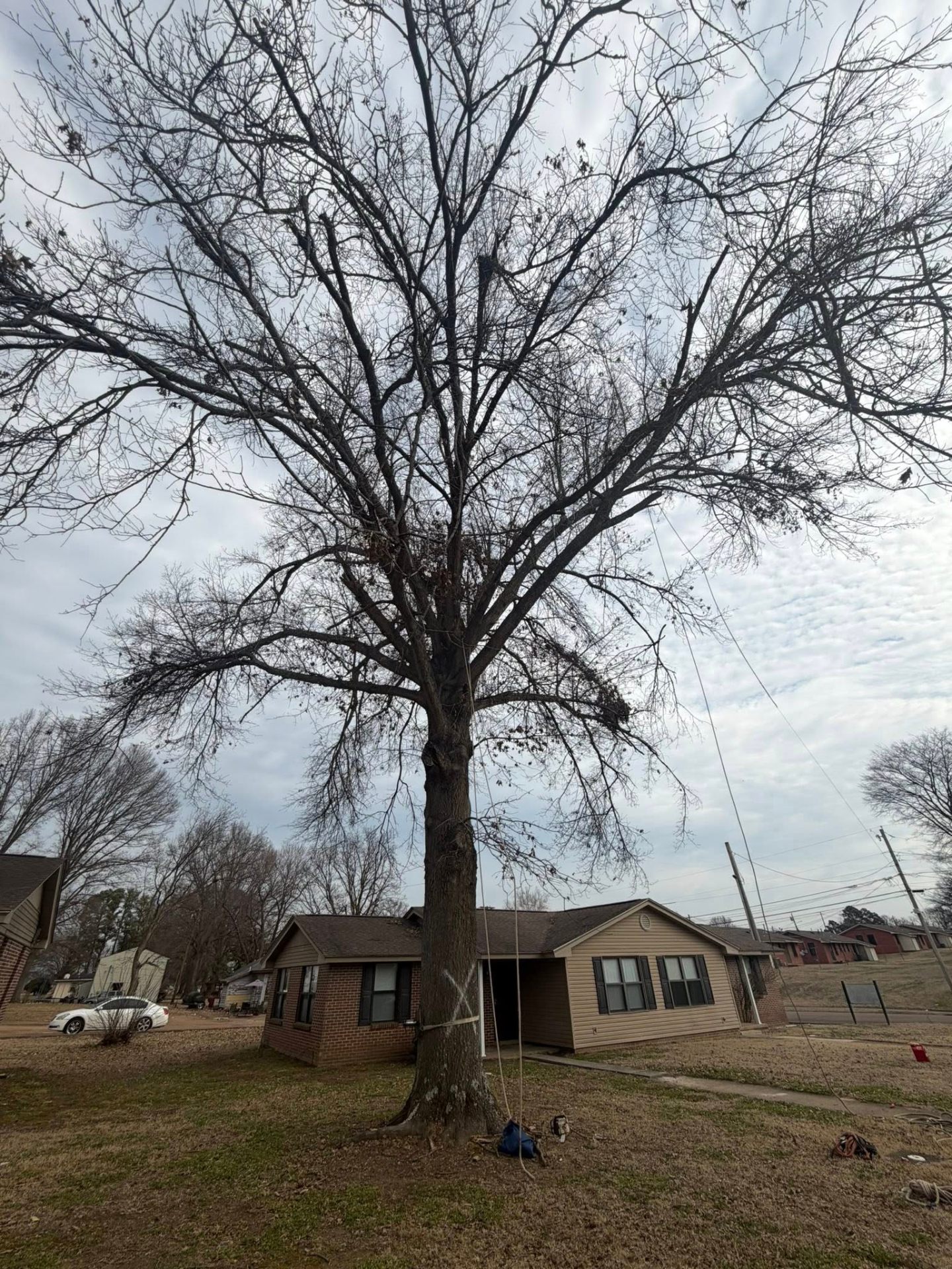 Bare hardwood limbs extending over the roof of a single-story home in West Tennessee before tree removal